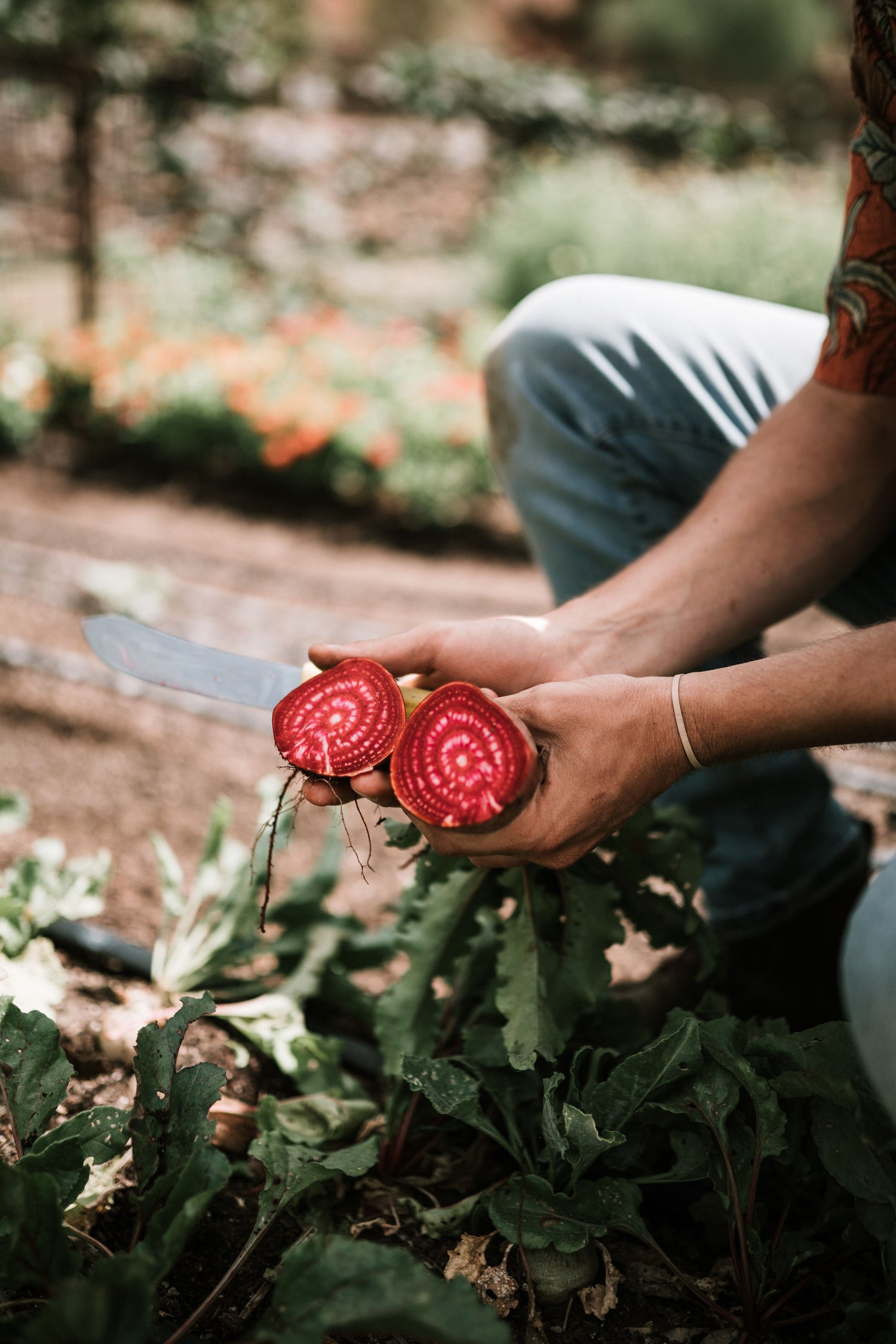 Beet Root