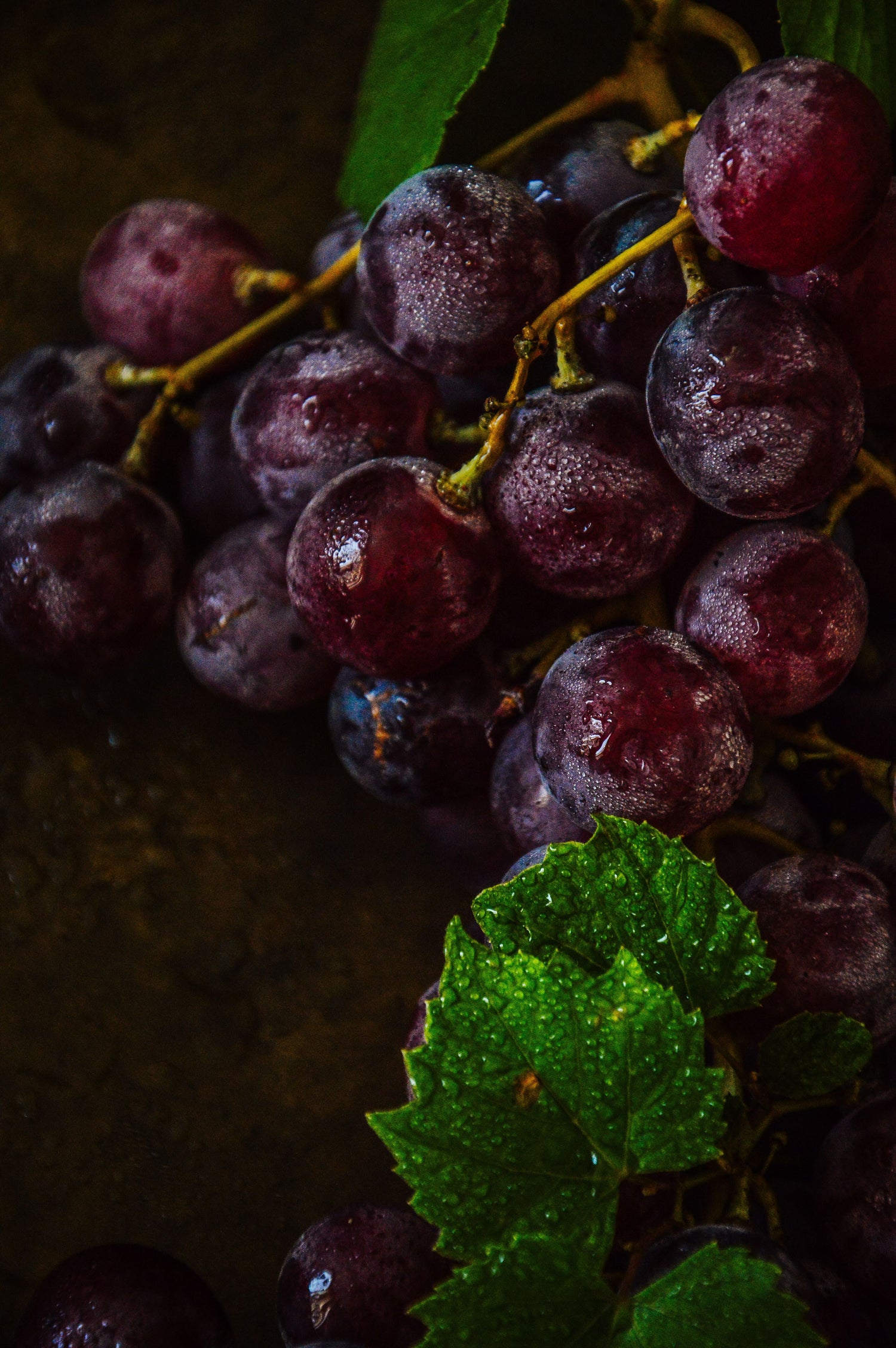 Grape Seed