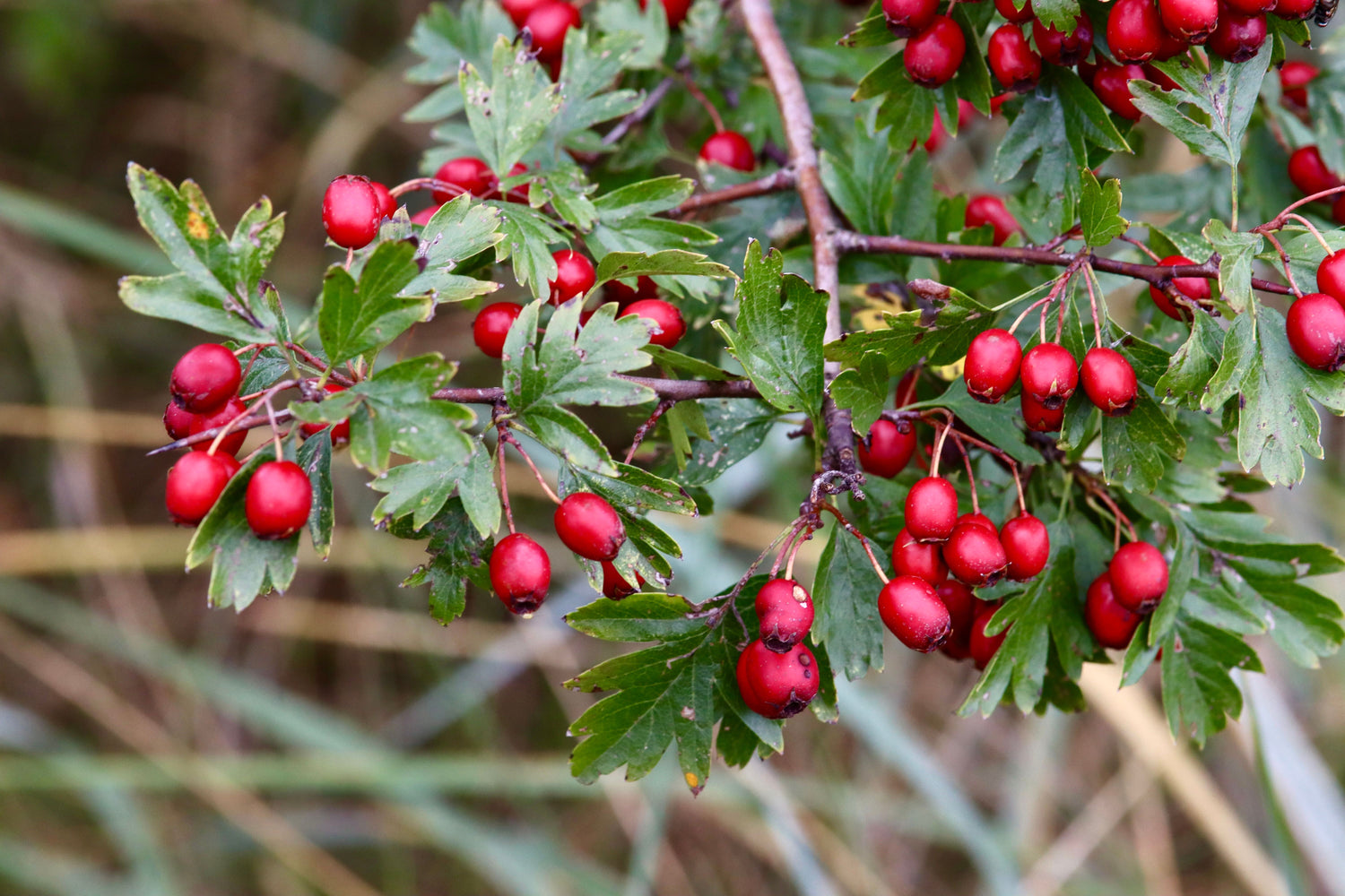 Hawthorn Berry